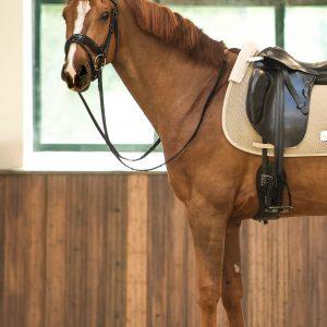 Caballo donde se puede apreciar que tiene los diferentes Complementos de Equitación necesarios para poder montar a caballo con una mejor seguridad y protección