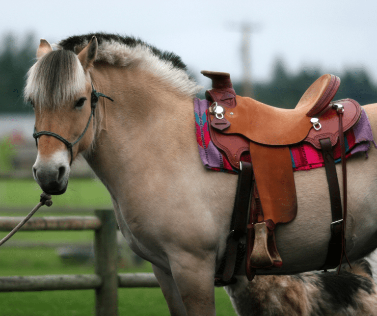 Sudaderos, la mejor opción para proteger la espalda del caballo