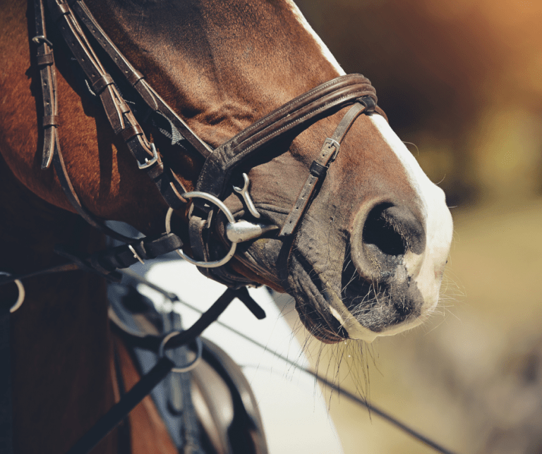 Sumplementos para equitación y otros must have que necesitarás