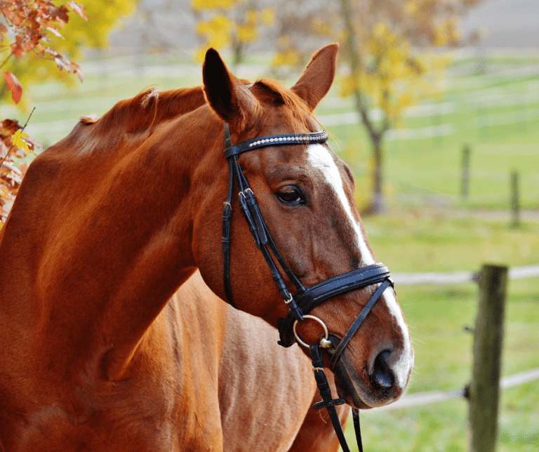 El Arte de la monta. ¿Qué productos para equitación son esenciales y pueden elevan la experiencia del jinete y su caballo?