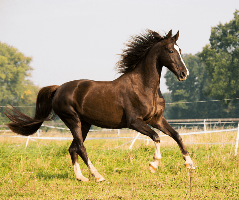 Mosqueros: elegancia y protección para tu caballo 