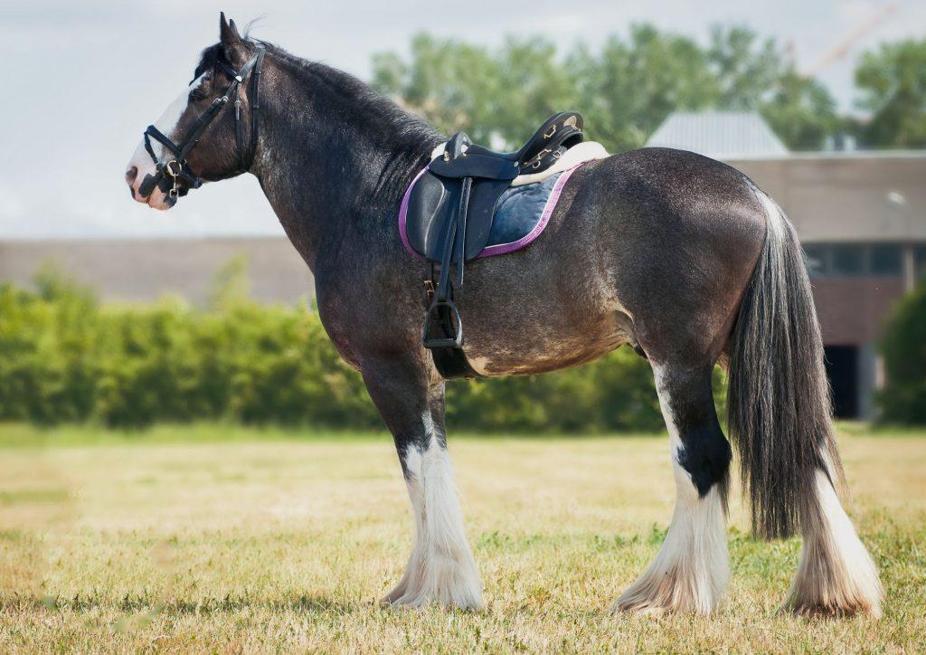 Si quieres que tu caballo vaya cómodo la matilla endurance es tu elección