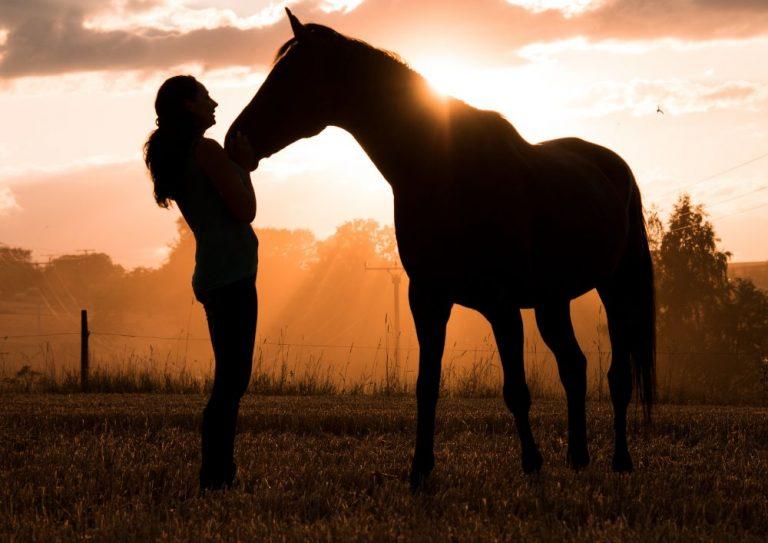 Equípate con lo Mejor: Descubre nuestra Tienda de Equitación en Cal Rei