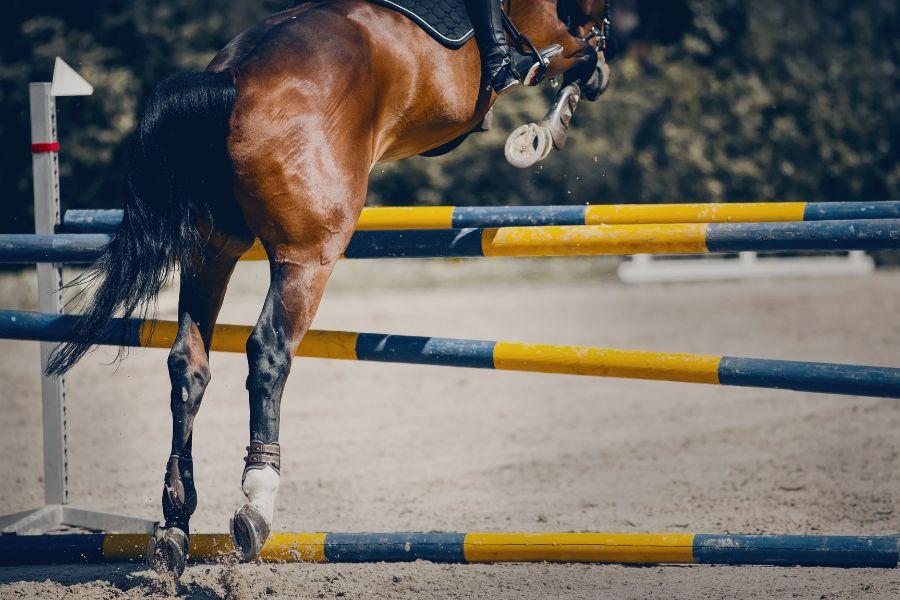 entrenamiento de salto con jinete y caballo