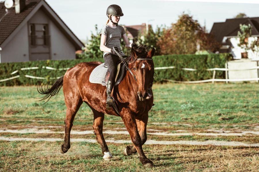 jinete y caballo entrenando