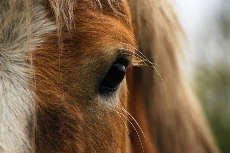 Asesoramiento especializado en tiendas de equitación: un recurso integral para el cuidado y el entrenamiento equino